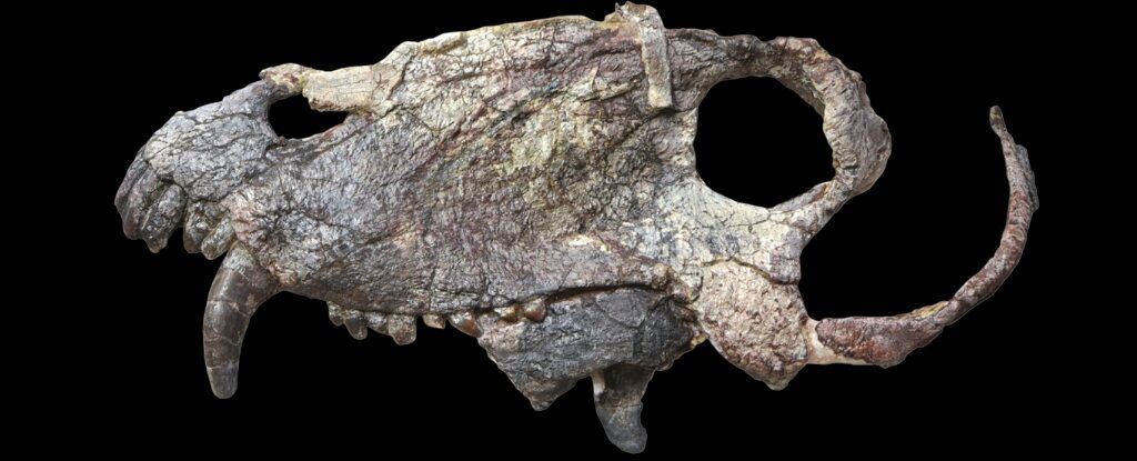 ( عکس) شکارچی هولناکی که ۴۰ میلیون سال قبل از تی‌رکس زندگی می‌کرد؛ کشف فسیل ۲۶۵ میلیون ساله پامپافونوس