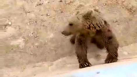 (ویدیو) ببینید یک خرس مادر با دو توله‌اش چطور در یک استخر باغ سیب در منطقه دنا اسیر شدند 