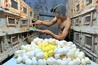 (ویدئو) فرآیند برداشت تخم مار کبرا برای صادرات در مزرعه ای مشهور در ویتنام 