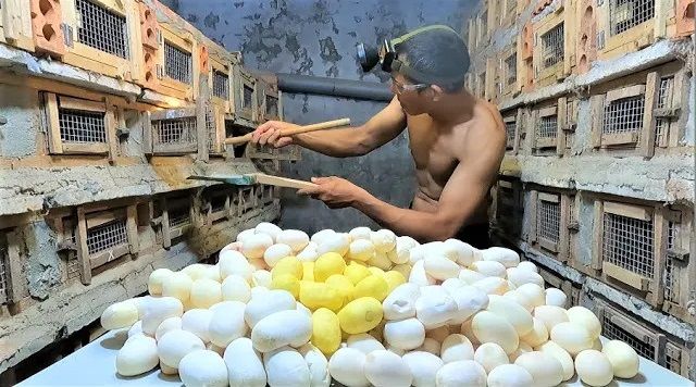 (ویدئو) فرآیند برداشت تخم مار کبرا برای صادرات در مزرعه ای مشهور در ویتنام 
