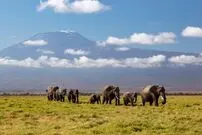 مرگ مشکوک ۱۵ فیل در یک پارک ملی در «کنیا»