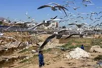 تصاویر| کاکایی‌ها؛ میهمان رودخانه «خشک» شیراز