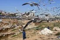 تصاویر| کاکایی‌ها؛ میهمان رودخانه «خشک» شیراز