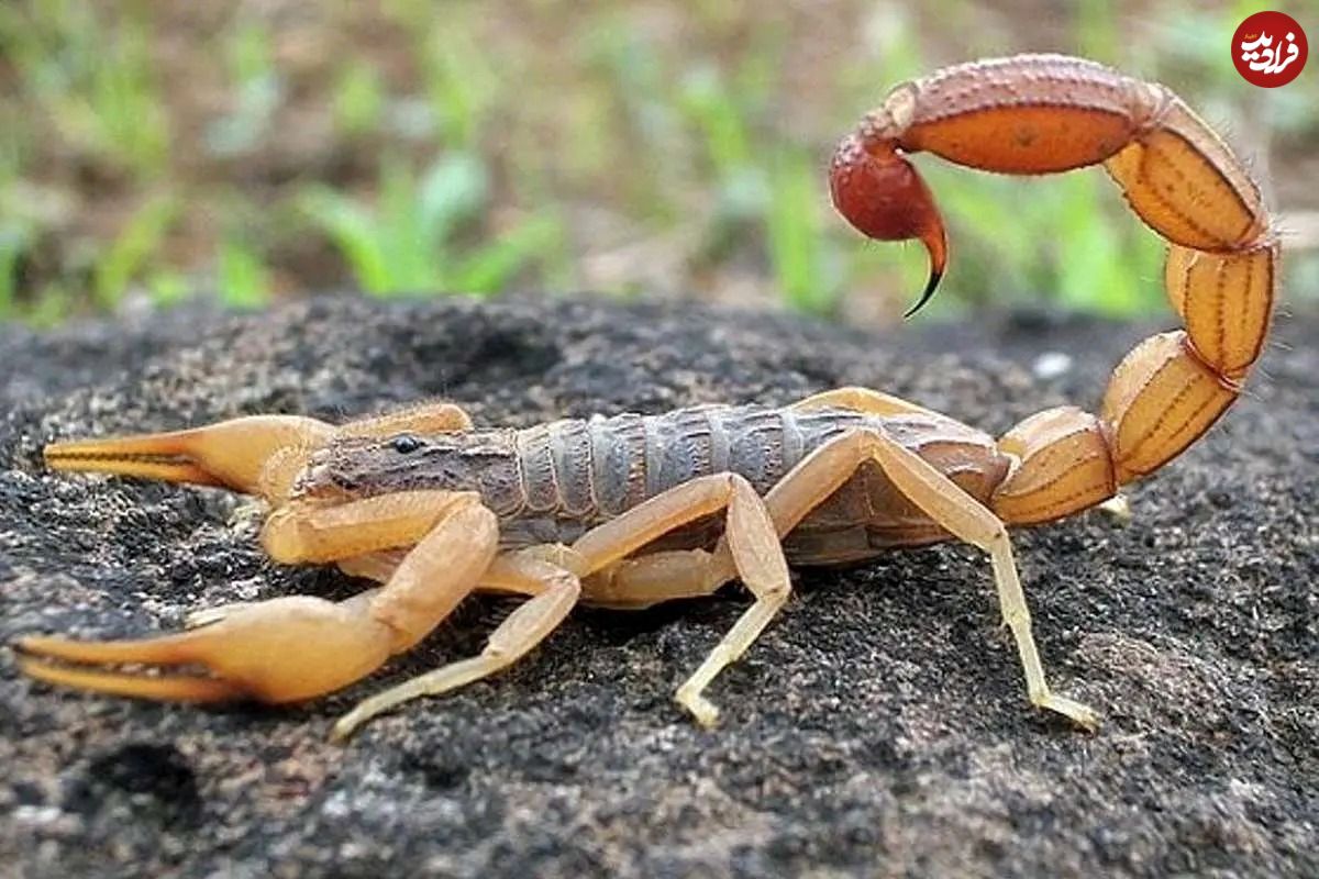 ماجرای تلخ فوت کودک ۶ ساله با نیش عقرب