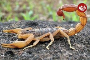 ماجرای تلخ فوت کودک ۶ ساله با نیش عقرب