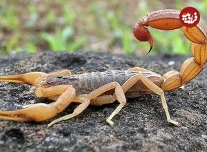 ماجرای تلخ فوت کودک ۶ ساله با نیش عقرب
