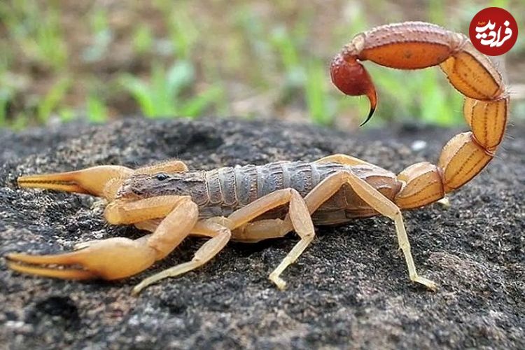 ماجرای تلخ فوت کودک ۶ ساله با نیش عقرب