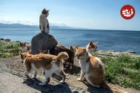 جزیرۀ «گربه‌های پیر» کجاست؟