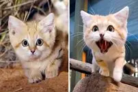 ببینید| گربه شنی؛ بامزه ترین شکارچی بیابان