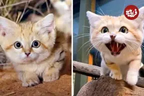 ببینید| گربه شنی؛ بامزه ترین شکارچی بیابان