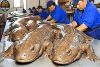 ببینید| چگونه میلیون‌ها سمندر غول‌پیکر در چین پرورش داده و فرآوری می‌شوند؟