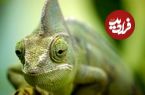 ( ویدیو) احیای آفتاب پرستی که از شدت گرما تقریبا مرده بود 