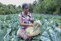 ببینید| غذای روستایی در سریلانکا؛ برداشت گل کلم و تهیه خوراک مرغ و سالاد