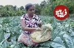 ببینید| غذای روستایی در سریلانکا؛ برداشت گل کلم و تهیه خوراک مرغ و سالاد