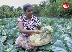 ببینید| غذای روستایی در سریلانکا؛ برداشت گل کلم و تهیه خوراک مرغ و سالاد