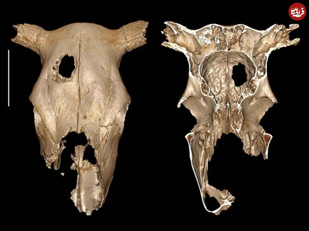 جراحی ۵۰۰۰ ساله روی جمجمه گاو برای تمرین درمان بیماری مغزی
