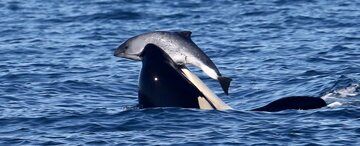 ( عکس) کشتار بی‌دلیل یک موجود دوست‌داشتنی توسط نهنگ‌های قاتل