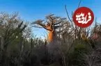 این درخت سال‌ها جلوی چشم دانشمندان بود؛ اما یک گونه ناشناخته بود