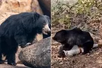 ببینید؛ لحظه حمله مرگبار خرس هار به پدر و پسر هندی که جان هر دو را گرفت
