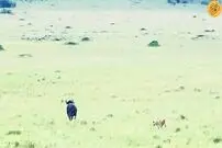 (ویدئو) بوفالوی بی نوا هیچ شانسی در برابر شیرها نداشت