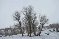 عکس؛ برف پاییزی دنا را سفیدپوش کرد