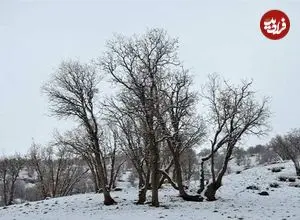 عکس؛ برف پاییزی دنا را سفیدپوش کرد