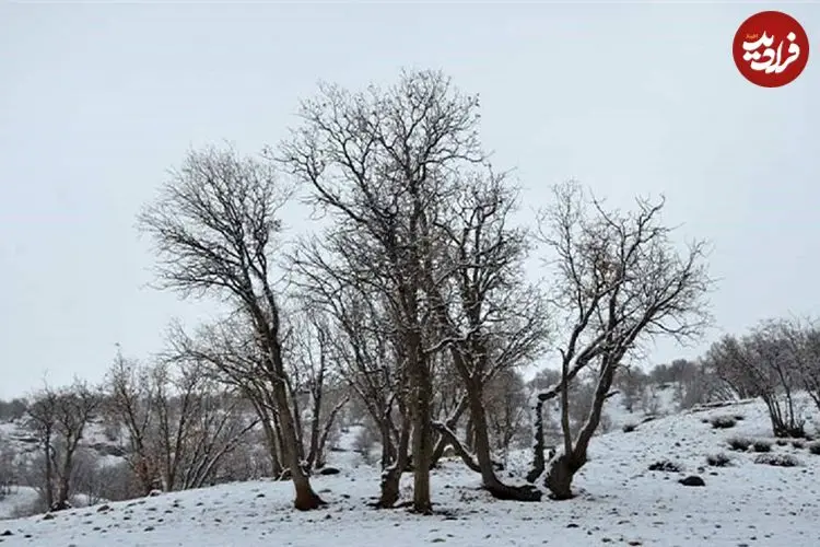 عکس؛ برف پاییزی دنا را سفیدپوش کرد