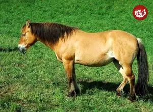 دلیل ایستاده خوابیدن اسب ها چیست؟!