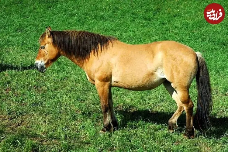 دلیل ایستاده خوابیدن اسب ها چیست؟!