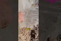 (ویدئو) با این روش جالب و عجیب در طبیعت آب سالم فراهم کنید!