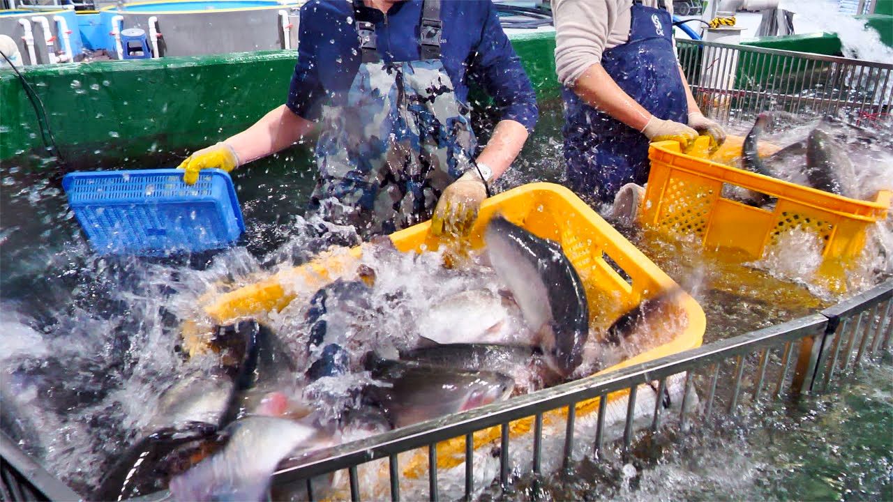 (ویدئو) مراحل پرورش و بسته بندی هزاران تن «ماهی سالمون» در کره جنوبی