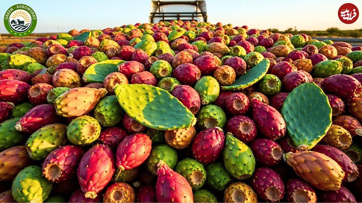 ببینید؛ چگونه آمریکایی ها میلیون ها میوه کاکتوس را برداشت و فرآوری می کنند؟