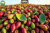 ببینید؛ چگونه آمریکایی ها میلیون ها میوه کاکتوس را برداشت و فرآوری می کنند؟