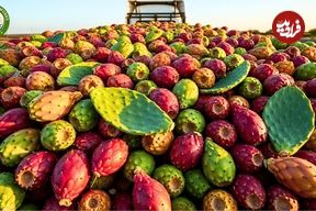 ببینید؛ چگونه آمریکایی ها میلیون ها میوه کاکتوس را برداشت و فرآوری می کنند؟