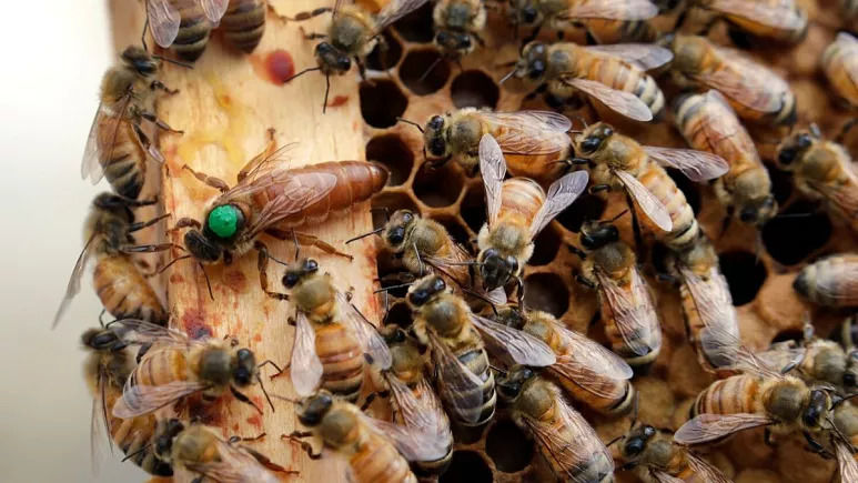 کشف جدید دانشمندان: صدای مکالمات زنبورهای ملکه ضبط و ترجمه شد