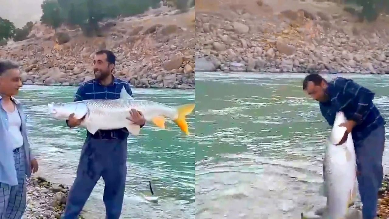 (ویدئو) لحظه صید بزرگترین ماهی سونگ رودخانه ای با قلاب توسط ماهیگیر اصفهانی