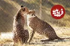 نقشه راه نجات یوز ایرانی؛ از خروج شترهای آزاد تا احیای کریدورهای زیستگاهی