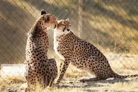 نقشه راه نجات یوز ایرانی؛ از خروج شترهای آزاد تا احیای کریدورهای زیستگاهی