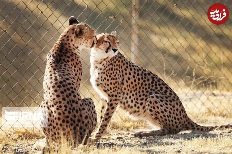 نقشه راه نجات یوز ایرانی؛ از خروج شترهای آزاد تا احیای کریدورهای زیستگاهی