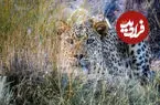 ببینید| ثبت لحظه کم‌نظیر کمین پلنگ ایرانی برای یک گوزن