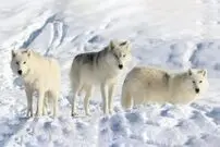 (ویدیو) سگ نترس و باهوشی که از حمله‌ ۳ گرگ جان سالم به در برد!