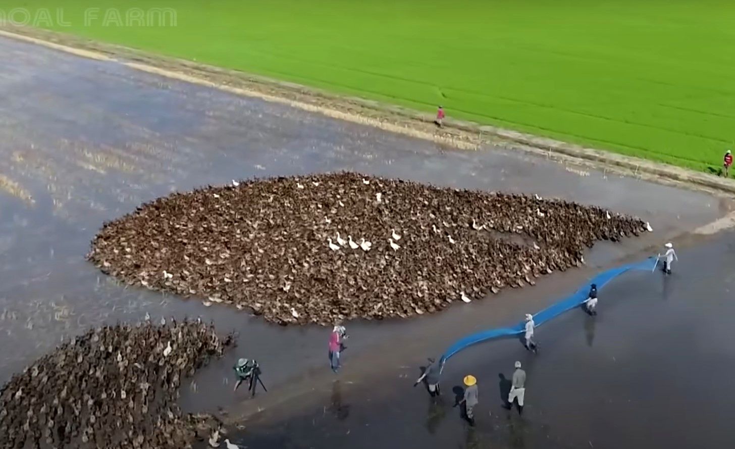 (ویدئو) مراحل پرورش یک میلیون اردک در تایلند؛ فرآوی گوشت اردک در کارخانه