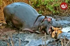 ببینید| اسب‌آبی یک آهو را از دست سگ‌های وحشی نجات داد و کشت!