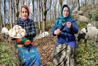 (ویدئو) پخت جالب قارچ روی زغال توسط دو بانوی روستایی شمالی
