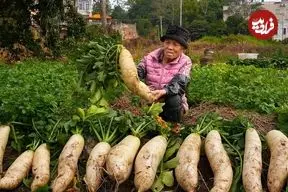 ببینید| غذای روستایی در چین؛ برداشت ترب سفید از مزرعه و پخت غذا با آن