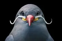 ( عکس) سبیل هرکول پوآرو روی صورت یک پرستو