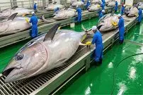 ببینید| مراحل دیدنی صید هزاراان ماهی تن از اقیانوس و فرآوری آن ها در آمریکا