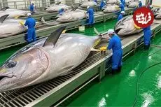 ببینید| مراحل دیدنی صید هزاراان ماهی تن از اقیانوس و فرآوری آن ها در آمریکا