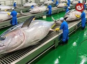 ببینید| مراحل دیدنی صید هزاراان ماهی تن از اقیانوس و فرآوری آن ها در آمریکا