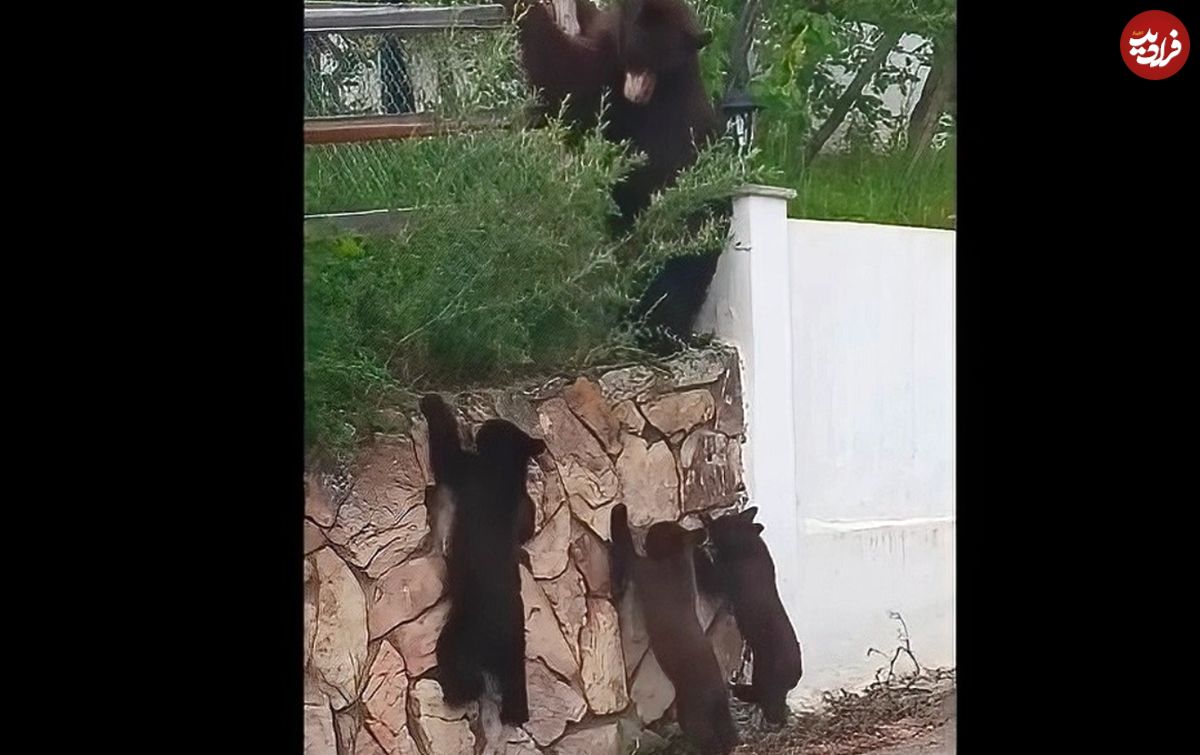 (ویدئو) تلاش سه توله خرس برای بالا رفتن از دیوار یک خانه